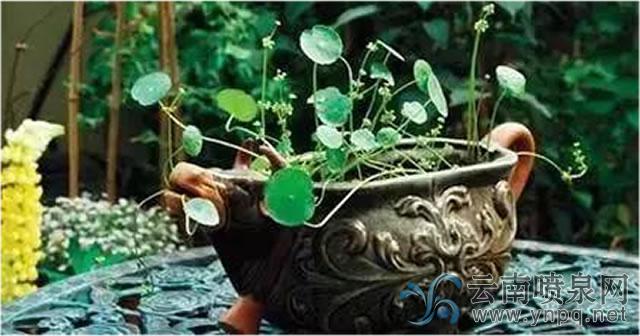 容器水景植物配置技術(shù)